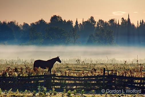 Horse & Mist_08004.jpg - Photographed near Carleton Place, Ontario, Canada.